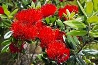 Beautiful red flowers adorn the Pohutukawa tree at Omata Beach on the North Island of New Zealand.