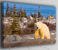 Polar Bear Hudson Bay