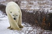 With a peculiar side step and a twisted nose, a large male polar bear makes its way along a snowy road near Churchill, Manitoba, Canada.