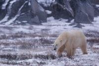 A Polar Bear on the hunt as he sniffs around the tundra near the shores of the Hudson Bay in Churchill, Manitoba.