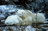 One of the great polar bear images (Ursus maritimus)