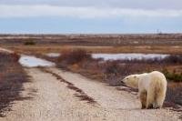 This picture gives one the impression that this Polar Bear is on a long journey down a dirt road in Churchill, Manitoba.