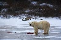 A meal of Ringed Seals is just what this Polar Bear ordered as he eats it on a frozen lake near the shores of the Hudson Bay in Churchill, Manitoba.