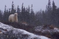 The snowy weather around the Hudson Bay in Churchill, Manitoba is what this Polar Bear thrives on as he stands atop a ridge scoping us out.