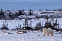 The arrival of winter has begun as an adult Polar Bear checks out the noise above as he walks across the tundra near the Hudson Bay in Churchill, Manitoba.