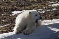 A young polar bear rests while posing for pictures on a mound of ice in the Churchill area of Manitoba, Canada.