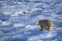 A polar bear treks over the uneven ice on the tundra of Churchill, Manitoba, Canada.