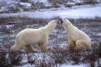 Two Polar Bears engage in a round of sparring in the icy landscape of Churchill in Manitoba, Canada.