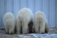 These cute polar bears were all lined up foraging along a wall in Churchill, Manitoba, Canada.