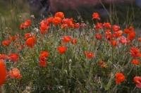 Poppy fields adorn the landscape near the village of Morella in El Maestrat in Spain, Europe.