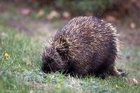 A porcupine grazes on a grassy area in the Kejimkujik National Park in Nova Scotia, Canada.