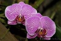 Purple and white orchids bloom in the Tropical Garden at Victoria Butterfly Gardens in Victoria, British Columbia.