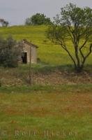 A quaint old shed sits at the edge of a field of wildflowers near the village of Riez in Provence. France.