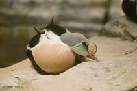 A bird at the Biodome de Montreal in Quebec, Canada is one of many species found throughout this fascinating exhibit.