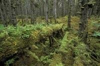 The lush rain forest on the Queen Charlotte Islands otherwise known as Haida Gwaii in British Columbia, Canada.