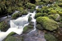 The Queets River Area on the Olympic Peninsula of Washington encompasses lush rainforest streams.