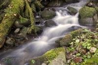 A pristine stream in the Queets River area of the Olympic Peninsula of Washington, USA.
