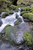 A stream in the Queets River Area on the Olympic Peninsula of Washington, USA.