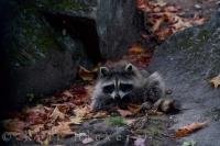 Fall leaves surround a cute raccoon, a commonly seen animal at Parc Omega in Montebello in Outaouais, Quebec, Canada.