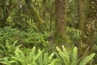 Photograph of the rain forest on the South Island of New Zealand in Fiordland National Park
