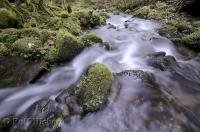 A stream situated in the Queets River Area rushes through the lush rain forest of the Olympic Peninsula in Washington, USA.