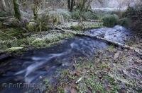 The dense rain forest opens up as a stream flows through the Queets River Area of the Olympic Peninsula, Washington. 