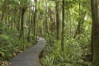 Photo of a Rainforest Biome found in the South Pacific in New Zealand