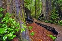 This boardwalk trail runs through the enchanted woods of the coastal rainforest of Pacific Rim National Park, which is located on Vancouver Island in British Columbia. These two trees are western red cedar, for which Pacific Rim National Park is known.