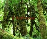Pure Nature in the ever green rainforest in the Olympic National Park in the Pacific Northwest in Washington State.