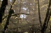 Also known as the boreal forest the rainforest biomes of North America feature lush flora and abundant fauna.