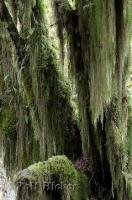 The information centre at the Hoh Rainforest in the Olympic National Park in Washington, can provide interesting rain forest facts.