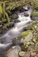 A rushing river fringed by lush rainforest on the Olmpic Peninsula of Washington, USA.