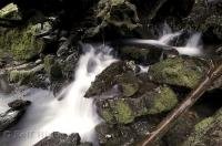 One of the pristine rainforest streams situated on the Olympic Peninsula of Washington, USA.