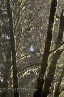 A typical sight in the rainforest of the Queets River Area in Washington is a tree covered by moss.