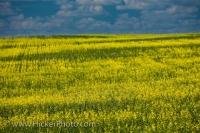 A plant with bright yellow flowers, Rapeseed which is high in omega 6 and omega 3, is cultivated in large fields across the prairies of Canada and are an important agriculture crop in Saskatchewan.