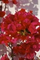 Radiant red flowers of the Bougainvillea bush adorn the village of Oliva Nova in Valencia, Spain in Europe.