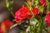 A red rose bud starting to bloom in a garden in the village of Oliva Nova in Valencia, Spain in Europe.