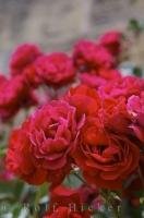 A beautiful and fragrant cluster of blooming red roses adorn the gardens in the village of Loarre, Spain.