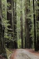 A road through the redwood trees in the Humboldt Redwoods State Park in California, USA.