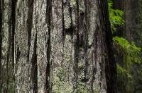 The well weathered bark of a redwood tree in California, USA.