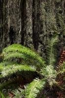 A lush green fern grows at the base of a Redwood Tree in the Humboldt Redwoods State Park in California, USA.