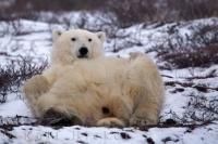A relaxed animal in its element, polar bears are more animated in a very cold climate such as that of Hudson Bay during the winter.