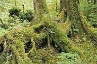 Moss grows throughout the rainforest near Rennell Sound on Graham Island in the Queen Charlotte Islands in British Columbia, Canada.