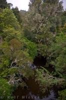 The thick bush encompasses the river that flows through Pukaha Mount Bruce National Wildlife Centre in Wairarapa on the North Island of NZ.