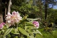 Ronning Gardens is part of the Garden Trail of Vancouver Island in British Columbia, Canada.