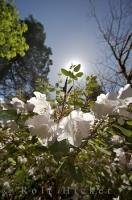 The norwegian settler Bernt Ronning started the Ronnings Garden around 1909 on Northern Vancouver Island in British Columbia.