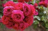 A picture perfect bunch of Roses growing on a bush beside a church in Aragon.