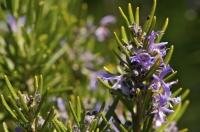 Rosemary shrub blooming at La Source Parfumee near Gourdon in Provence, France.