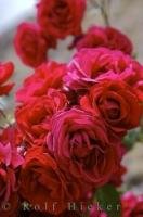 Red roses flourish on the exterior walls of a church in the village of Loarre in Aragon, Spain in Europe.