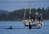 Passengers on a sailboat enjoy watching a pod of Orcas pass by off Northern Vancouver Island in British Columbia, Canada.